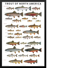 Trout of North America Poster