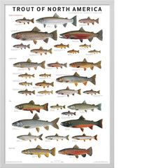 Trout of North America Poster