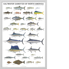 Saltwater Gamefish of North America Poster