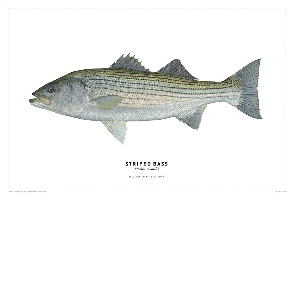 Striped Bass Poster