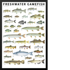 Freshwater Gamefish of North America Poster