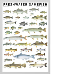 Freshwater Gamefish of North America Poster