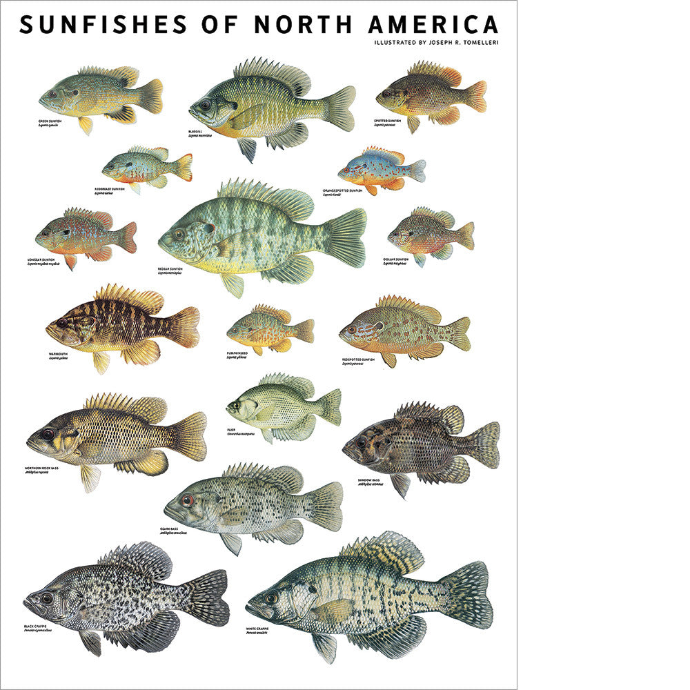 Sunfishes of North America Poster