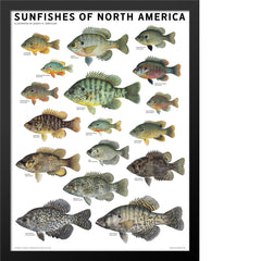 Sunfishes of North America Poster