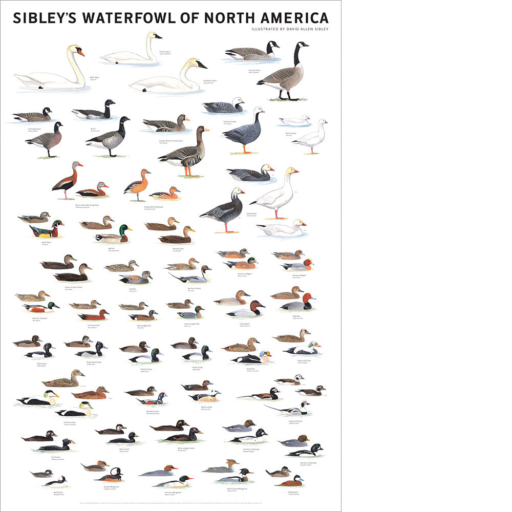 Sibley’s Waterfowl of North America Poster
