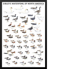 Sibley’s Waterfowl of North America Poster
