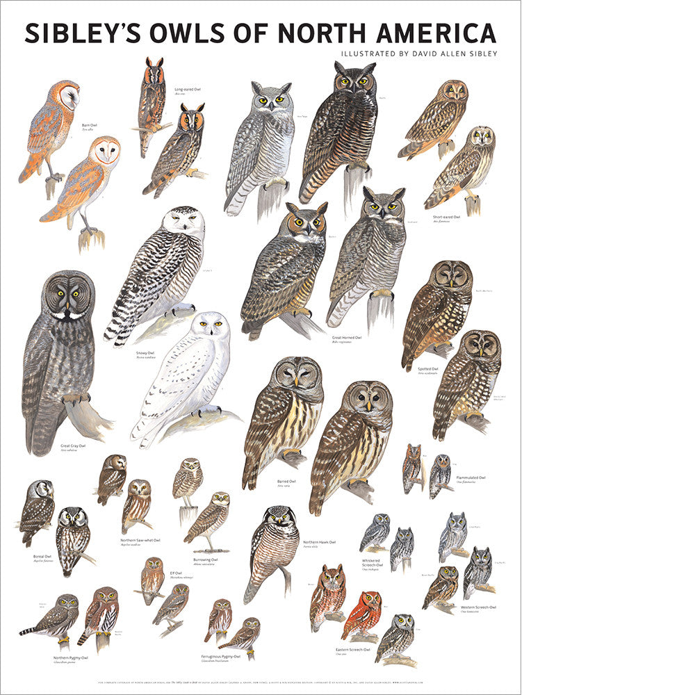 Sibley’s Owls of North America Poster