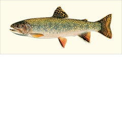 Trout of North America Eighteen Card Set