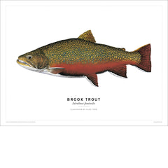 Brook Trout Poster