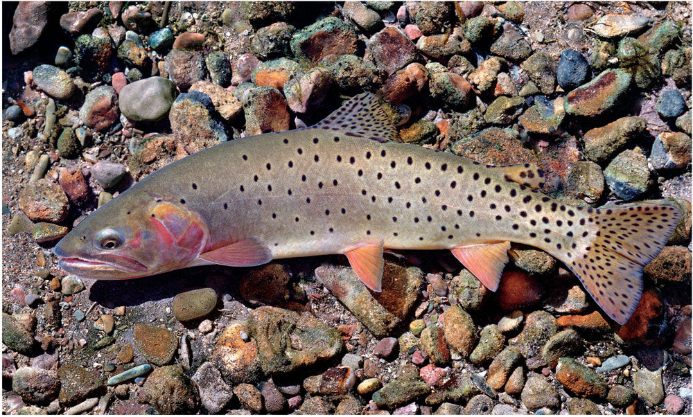 Bonneville Cutthroat Trout Giclée Print