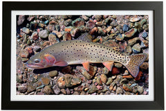 Bonneville Cutthroat Trout Giclée Print