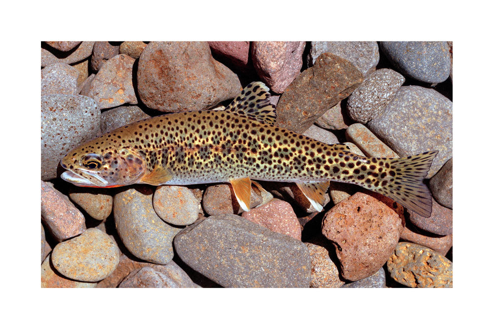 Coastal Cutthroat Trout Giclée Print