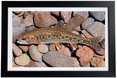 Coastal Cutthroat Trout Giclée Print