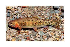 Colorado Cutthroat Trout Giclée Print