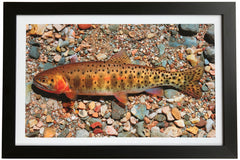 Colorado Cutthroat Trout Giclée Print