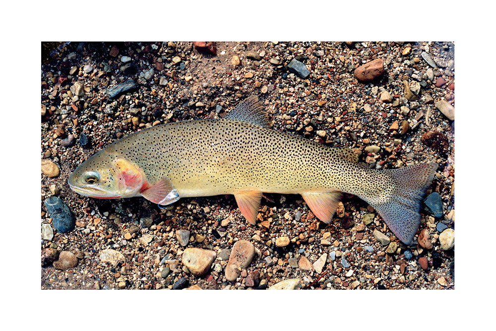 Snake River Finespotted Cutthroat Trout Giclée Print