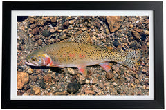 Greenback Cutthroat Trout Giclée Print