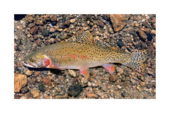 Greenback Cutthroat Trout Giclée Print