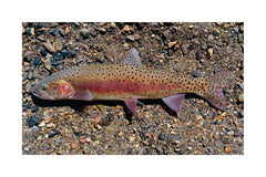 Humboldt Cutthroat Trout Giclée Print