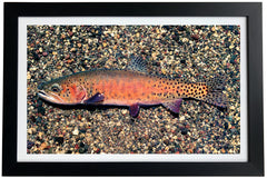 Lahontan Cutthroat Trout Giclée Print