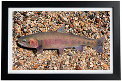 Paiute Cutthroat Trout Giclée Print