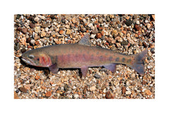 Paiute Cutthroat Trout Giclée Print