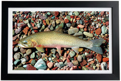 Westslope Cutthroat Trout Giclée Print