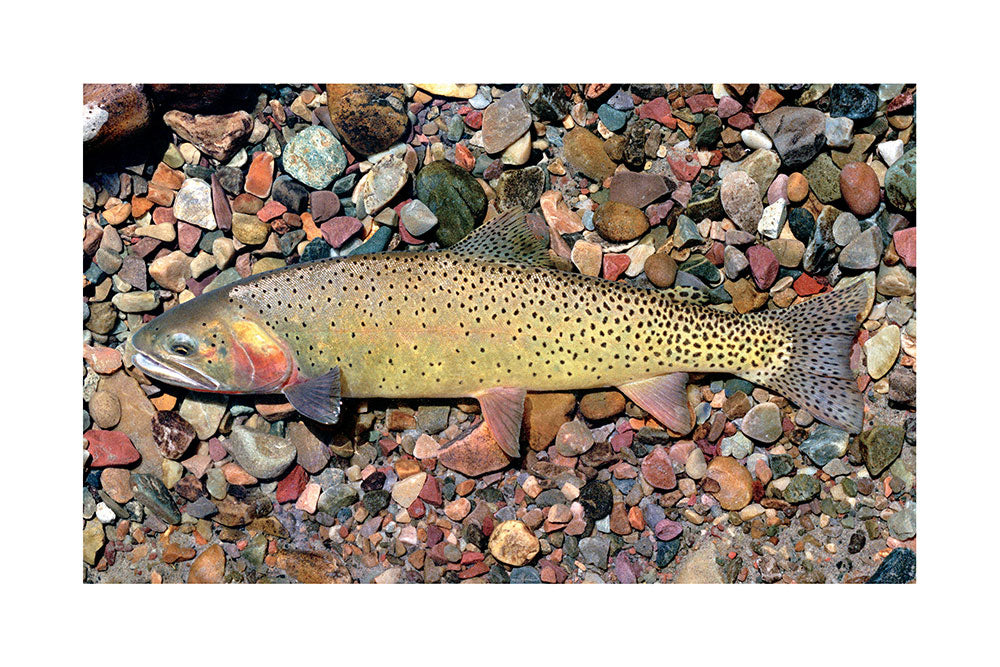 Yellowstone Cutthroat Trout Giclée Print