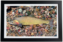 Yellowstone Cutthroat Trout Giclée Print