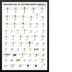 Dragonflies of Eastern North America