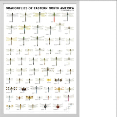 Dragonflies of Eastern North America