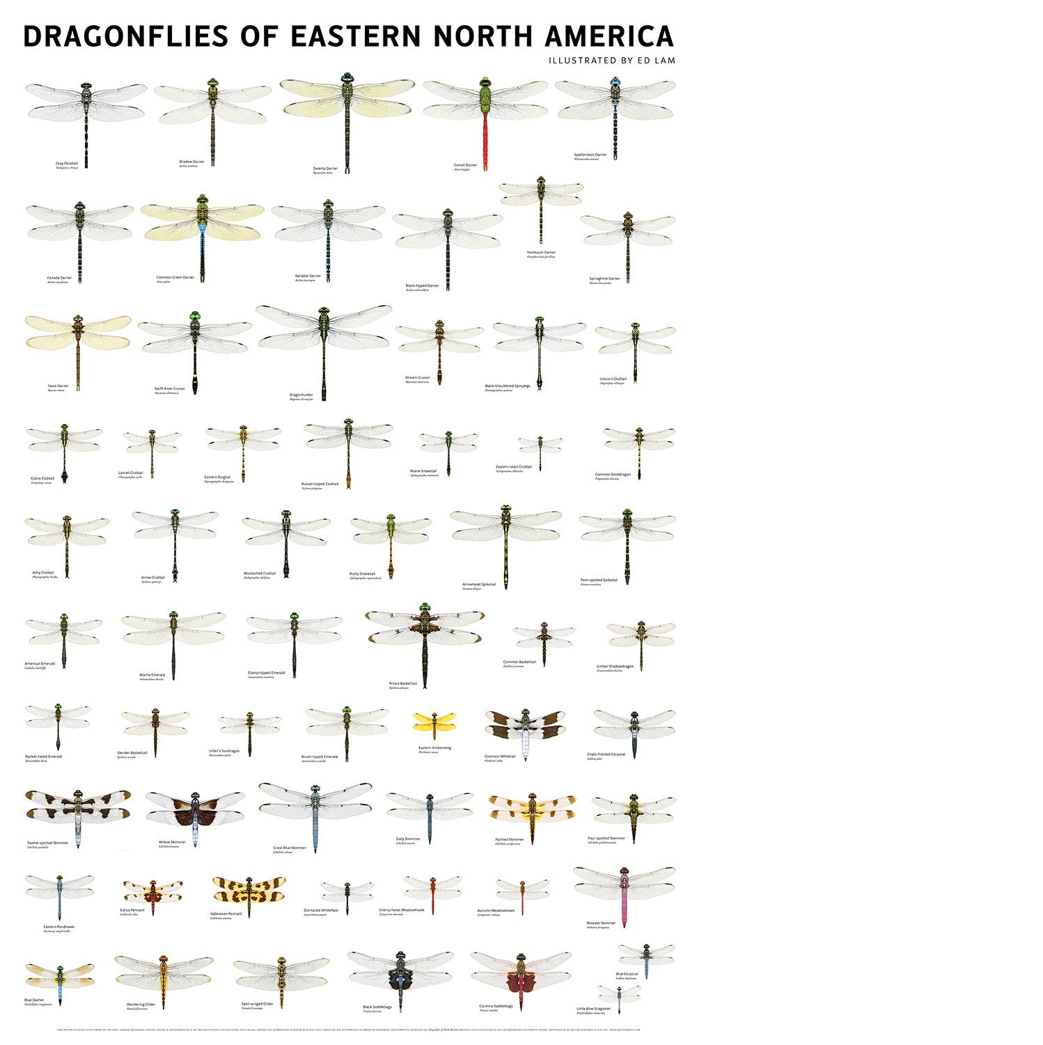 Dragonflies of Eastern North America