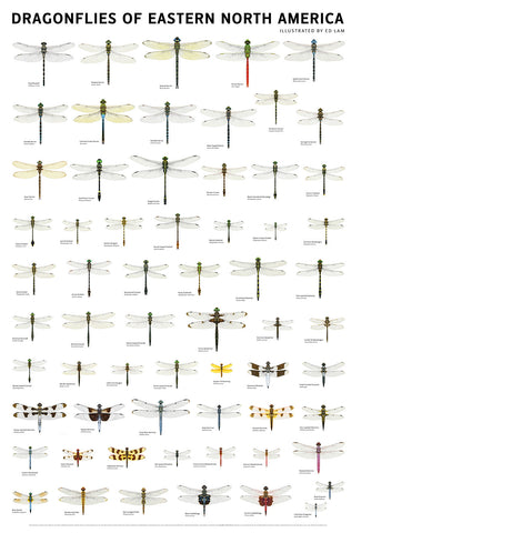 Dragonflies of Eastern North America