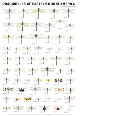 Dragonflies of Eastern North America