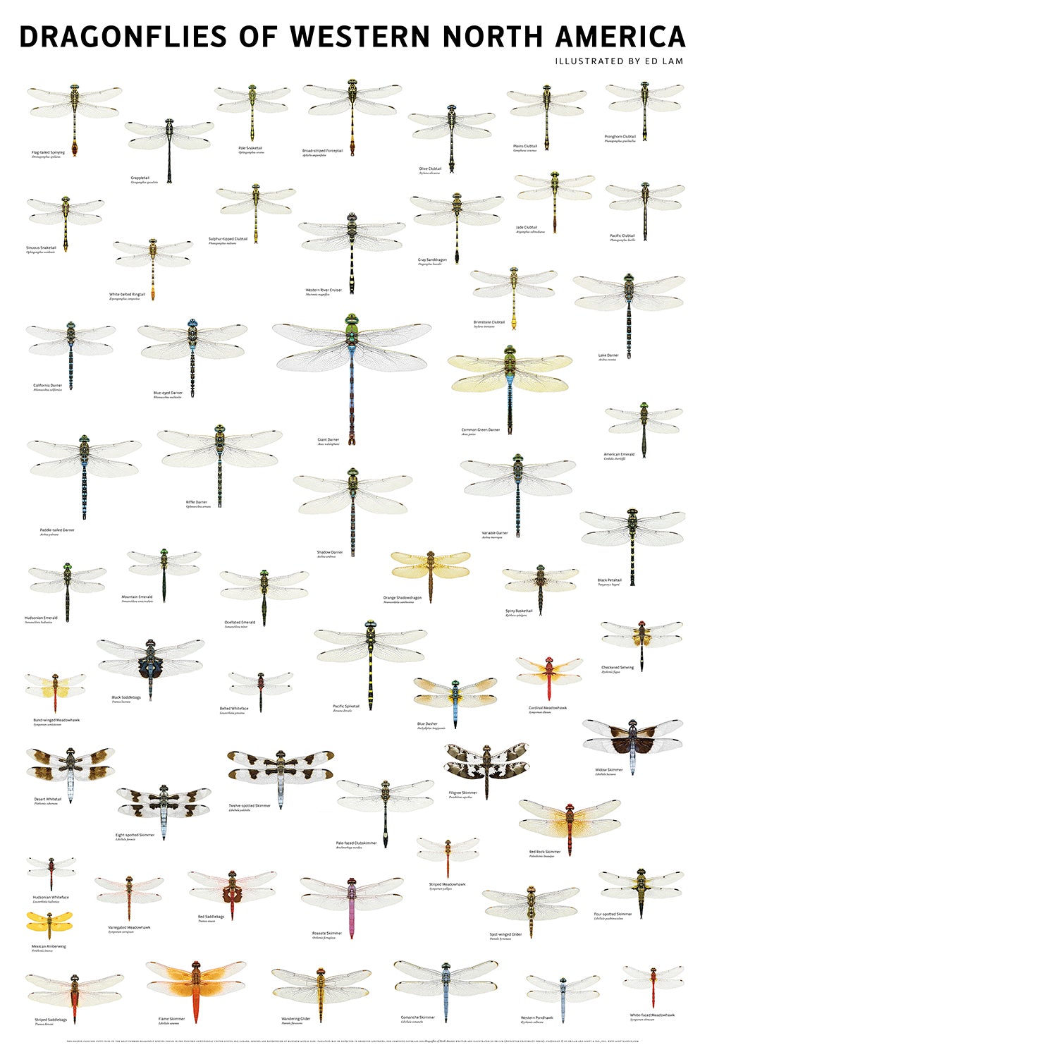 Dragonflies of Western North America