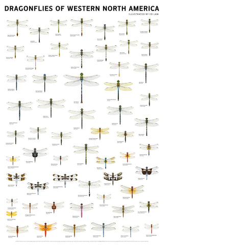 Dragonflies of Western North America