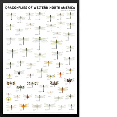 Dragonflies of Western North America
