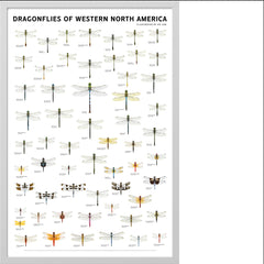 Dragonflies of Western North America