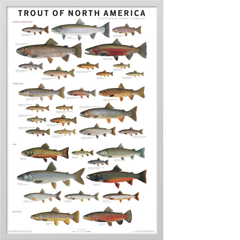 Trout of North America Poster