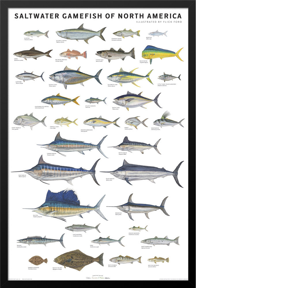 Saltwater Gamefish of North America Poster