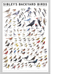 Sibley’s Backyard Birds of Eastern North America Poster