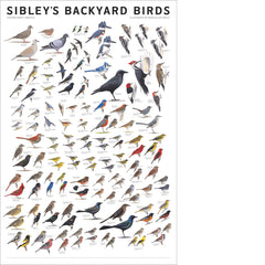 Sibley’s Backyard Birds of Eastern North America Poster