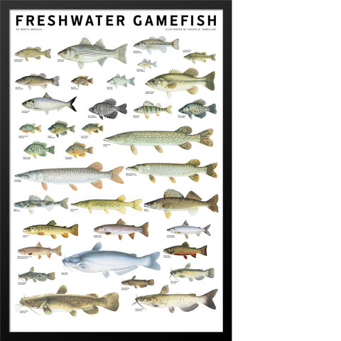 Freshwater Gamefish of North America Poster