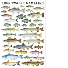 Freshwater Gamefish of North America Poster