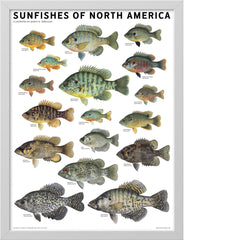 Sunfishes of North America Poster