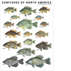 Sunfishes of North America Poster