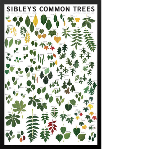 Sibley’s Common Trees of Eastern North America Poster