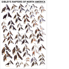 Sibley’s Raptors Poster