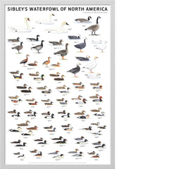 Sibley’s Waterfowl of North America Poster
