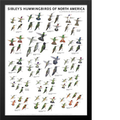 Sibley’s Hummingbirds of North America Poster